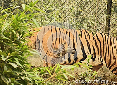 Tiger colorful stripe color pattern Stock Photo