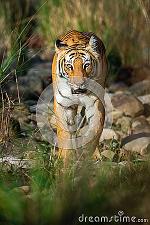 Tiger coming head on with green background at dhikala zone of jim corbett national park, uttarakhand, india Stock Photo