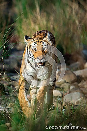 Tiger coming head on with green background at dhikala zone of jim corbett national park, uttarakhand, india Stock Photo