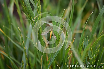 Tiger-cranefly Stock Photo