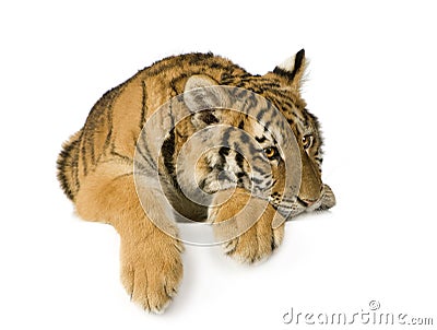 Tiger cub (5 months) Stock Photo