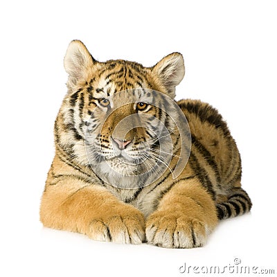 Tiger cub (5 months) Stock Photo