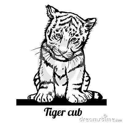 Tiger Cub - Funny Tiger peeking out - isolated on white Vector Illustration