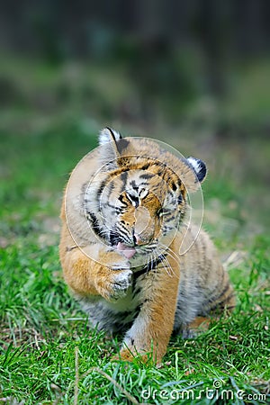 Tiger cub in grass Stock Photo