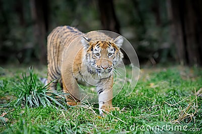 Tiger cub in grass Stock Photo