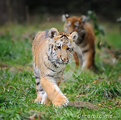 Tiger cub in grass Stock Photo