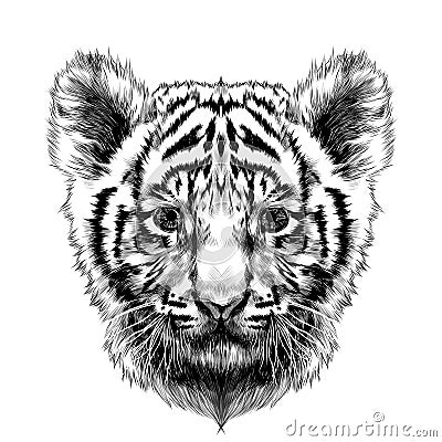 Tiger cub head sketch vector Vector Illustration