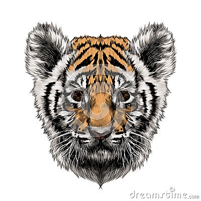 Tiger cub head sketch vector Vector Illustration