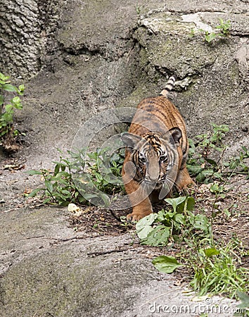 Tiger Cub Intensity Stock Photo