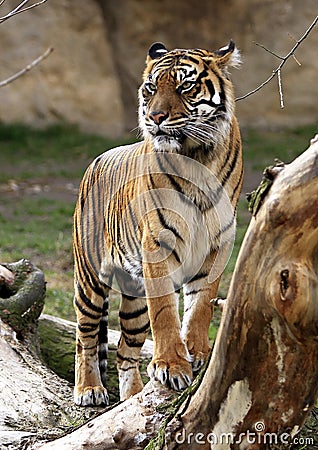 Tiger Stock Photo