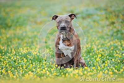 A tiger dog of blue-eyed type boules with a chain around its neck Stock Photo