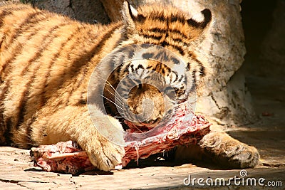 Image result for tiger eating