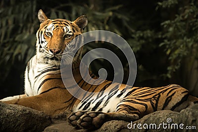 Tiger Stock Photo