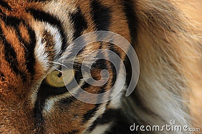 Tiger eye Stock Photo
