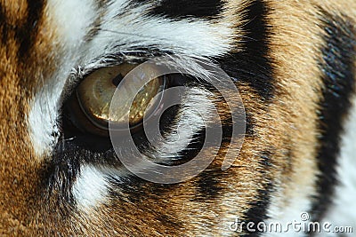 Tiger eye Stock Photo