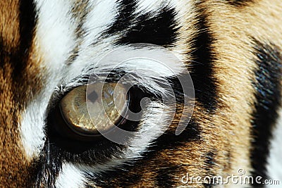 Tiger eye Stock Photo