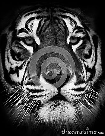 Tiger Face Stock Photo