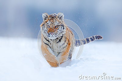Tiger face running in snow. Amur tiger in wild winter nature. Action wildlife scene, dangerous animal. Cold winter in taiga, Russi Stock Photo