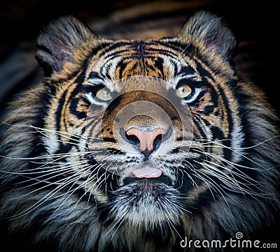 Tiger face tongue Stock Photo