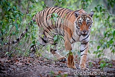 Tiger female in a beautiful light in the nature habitat of Ranthambhore National Park Stock Photo