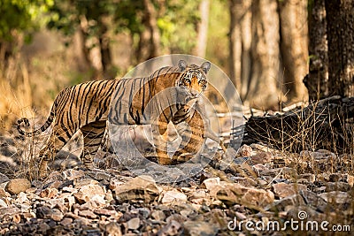 Tiger female after hunt in a beautiful light in the nature habitat of Ranthambhore National Park Stock Photo