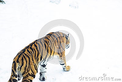 Tiger goes into the snowy abyss Stock Photo