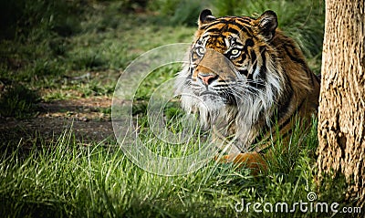 Majestic Hunter: A Tiger's Stealth Amidst the Grasslands Stock Photo