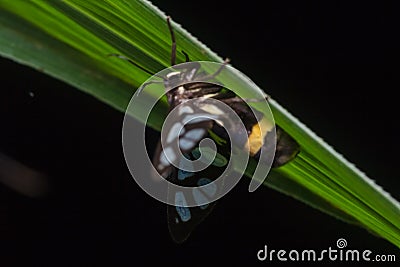 Tiger grass borer moth in nature Stock Photo