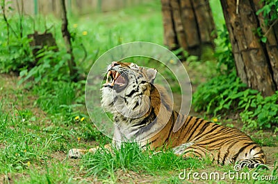 Roaring tiger. Green forest Stock Photo