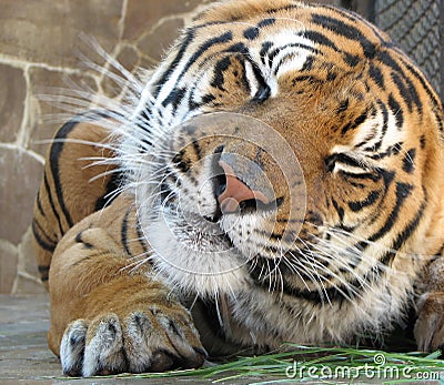 Tiger grimaces Stock Photo