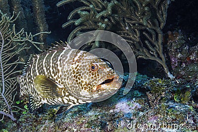 Tiger Grouper Stock Photo