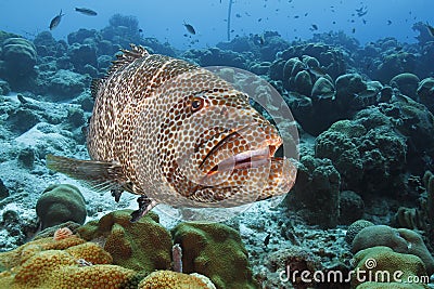 Tiger Grouper - Bonaire Stock Photo