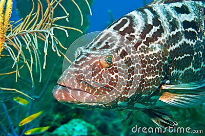 Tiger grouper Stock Photo