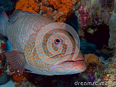 Tiger grouper Stock Photo