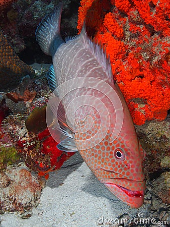 Tiger grouper Stock Photo