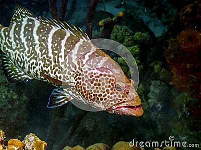 Tiger grouper,Mycteroperca tigris Stock Photo