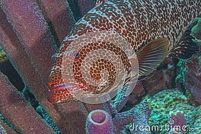 Tiger grouper,Mycteroperca tigris Stock Photo