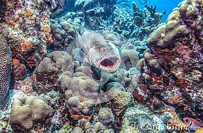 Tiger grouper (Mycteroperca tigris) Stock Photo