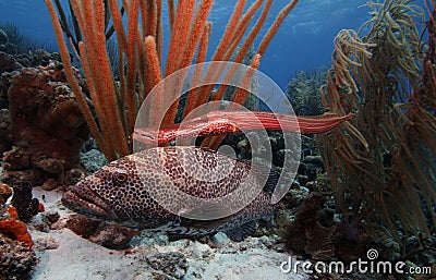 Tiger grouper & trumpet fish Stock Photo