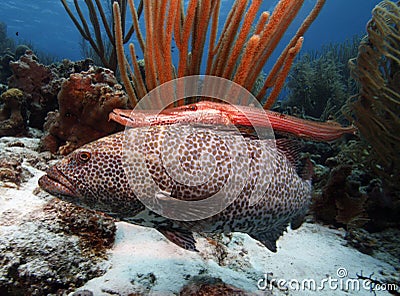 Tiger grouper & trumpet fish Stock Photo