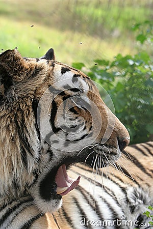 Tiger Growling Stock Photo