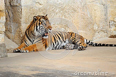 Tiger growling his dissatisfaction and showing his teeth. Stock Photo
