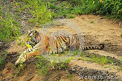 Siberian tiger have a rest Stock Photo