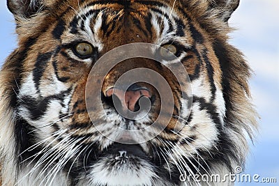 Tiger head Stock Photo