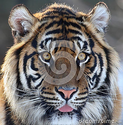 Tiger head Stock Photo