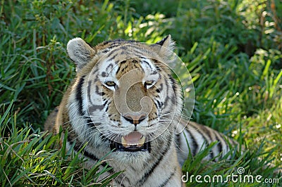 Tiger Head Portrait Stock Photo