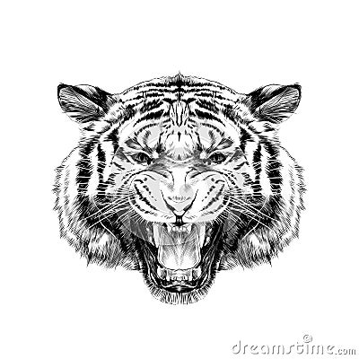 Tiger head sketch vector Vector Illustration