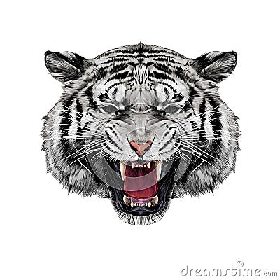 Tiger head sketch vector Vector Illustration