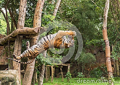 Tiger hungry in action jumping backward catch to bait food in the air Stock Photo