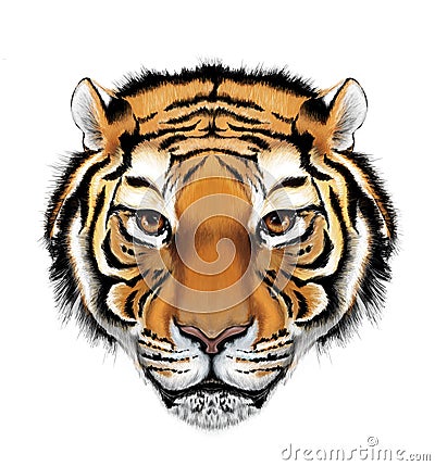 Tiger Illustration Stock Image Image 15715861